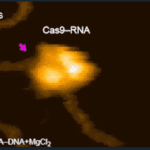 Нобелевка под микроскопом: CRISPR-Cas9